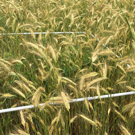 Quadrat dans un champ de blé